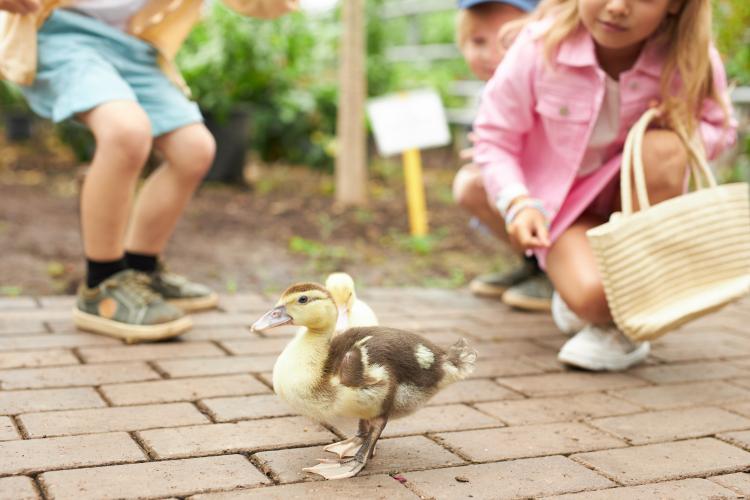 Children caring for animals