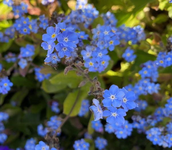 Blue flower