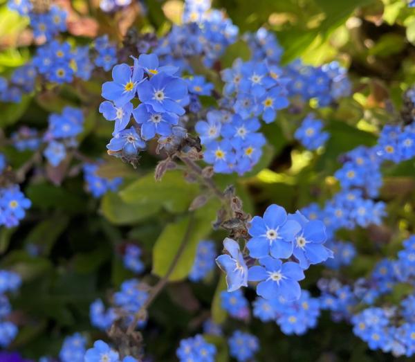 Blue flower