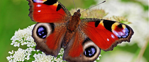 Peacock butterfly