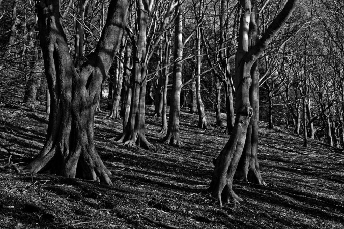 Black and white photograph of trees