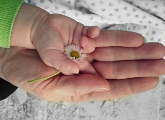 hand holding a daisy