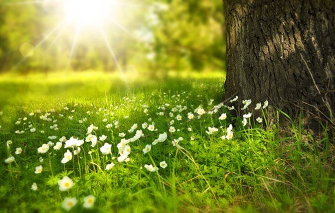 Daisies at base of tree