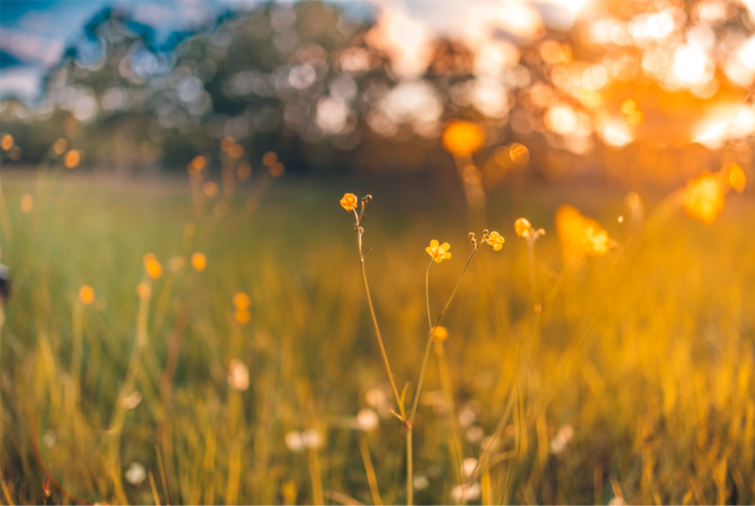 Country meadow 