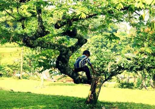 Child climbing tree