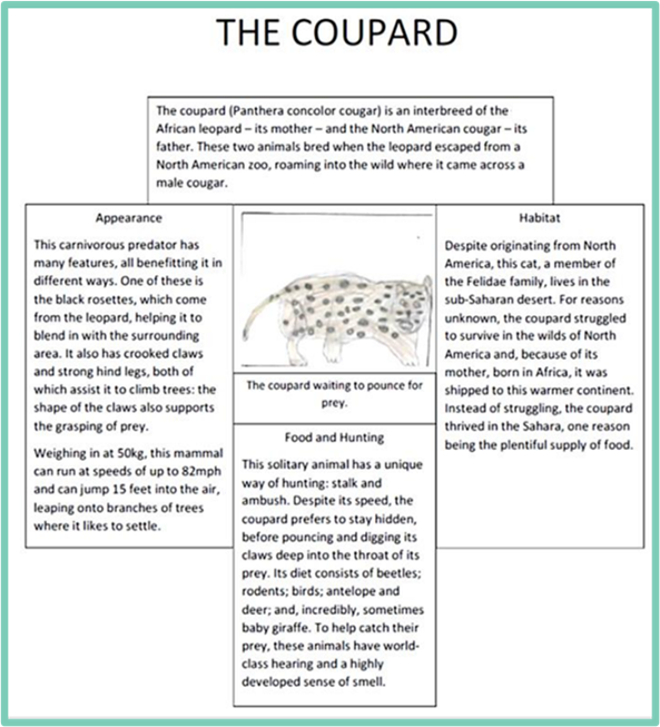 The coupard - hybrid animal description and picture