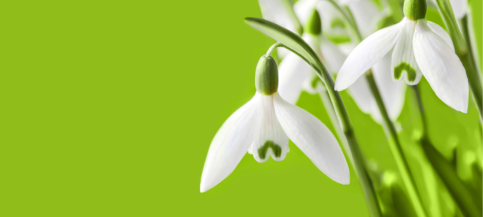 snowdrops