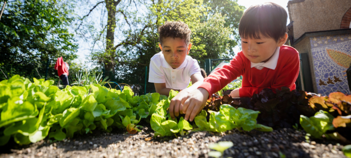 School children planting small green vegetables 