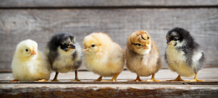 Baby chicks