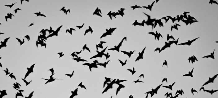 Bats flying