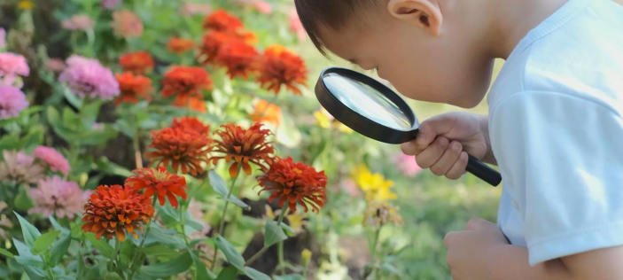 Boy looking at red flowers through magnifying glass