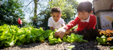 School children planting small green vegetables 