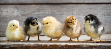 Baby chicks