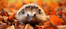 Hedgehog in orange leaves