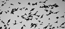 Bats flying