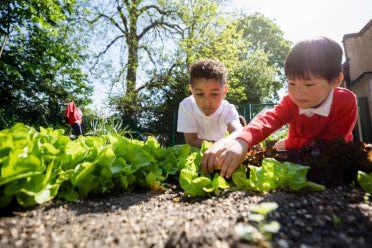School children planting vegetables 